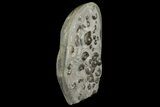 Tall Concretion with Ammonite (Eleganticeras) Fossils - England #171254-3